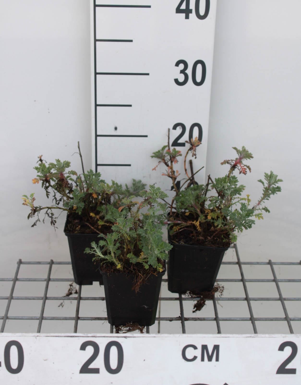 Anthemis x hybrida'Sauce Hollandaise'- pot 9x9 cm afbeelding