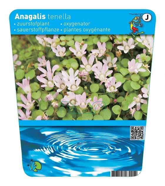 Anagallis tenella - pot 11x11 cm afbeelding