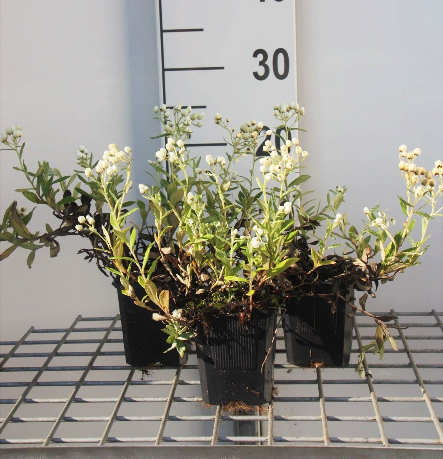 Anaphalis triplinervis - pot 9x9 cm - Witte knoop / Siberische edelweiss afbeelding