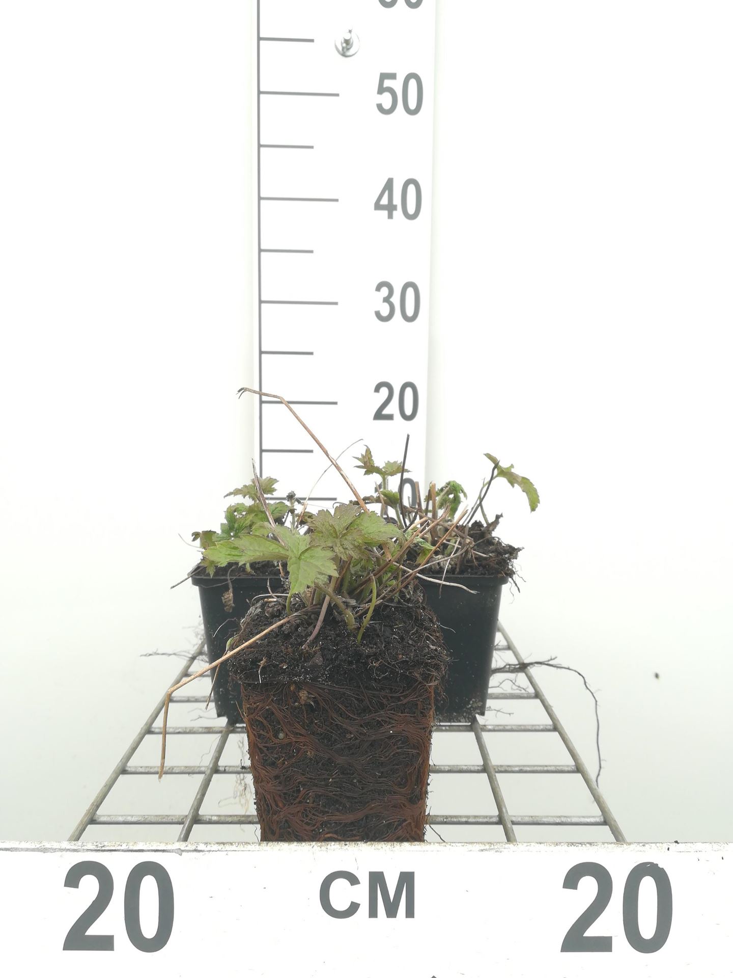 Anemone tomentosa'Robustissima'- pot 9x9 cm afbeelding