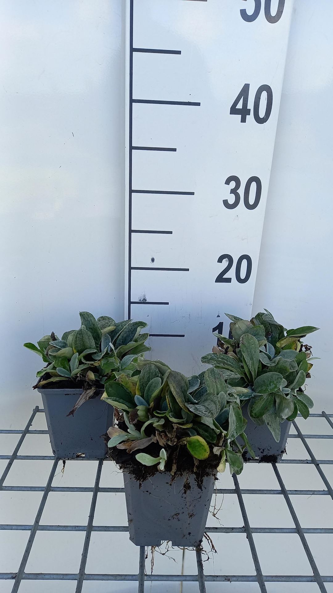 Anaphalis triplinervis'Sommerschnee'- pot 9x9 cm afbeelding