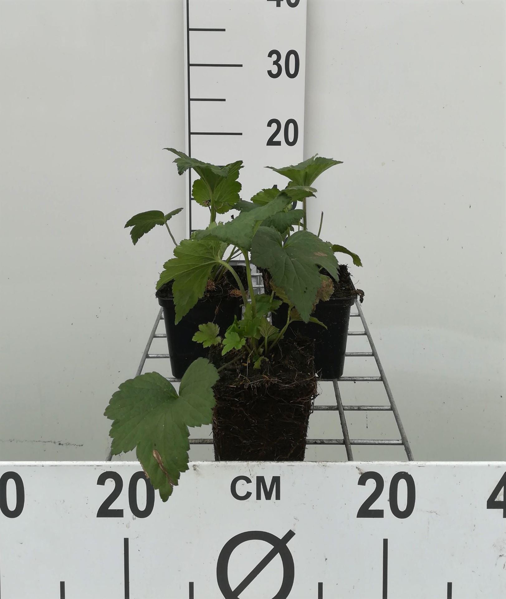 Anemone x hybrida'Whirlwind'- pot 9x9 cm afbeelding