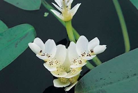 Aponogeton distachyos - pot 3L afbeelding