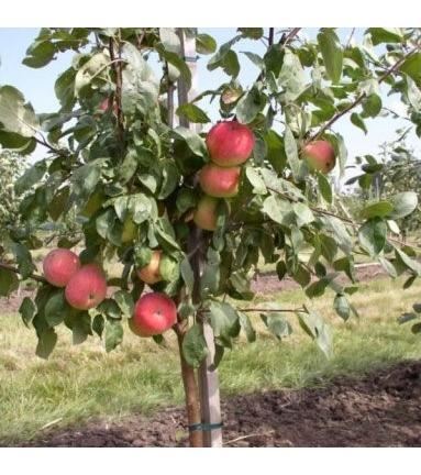 Dwergappel - pot - geënt op stamhoogte 50 cm -