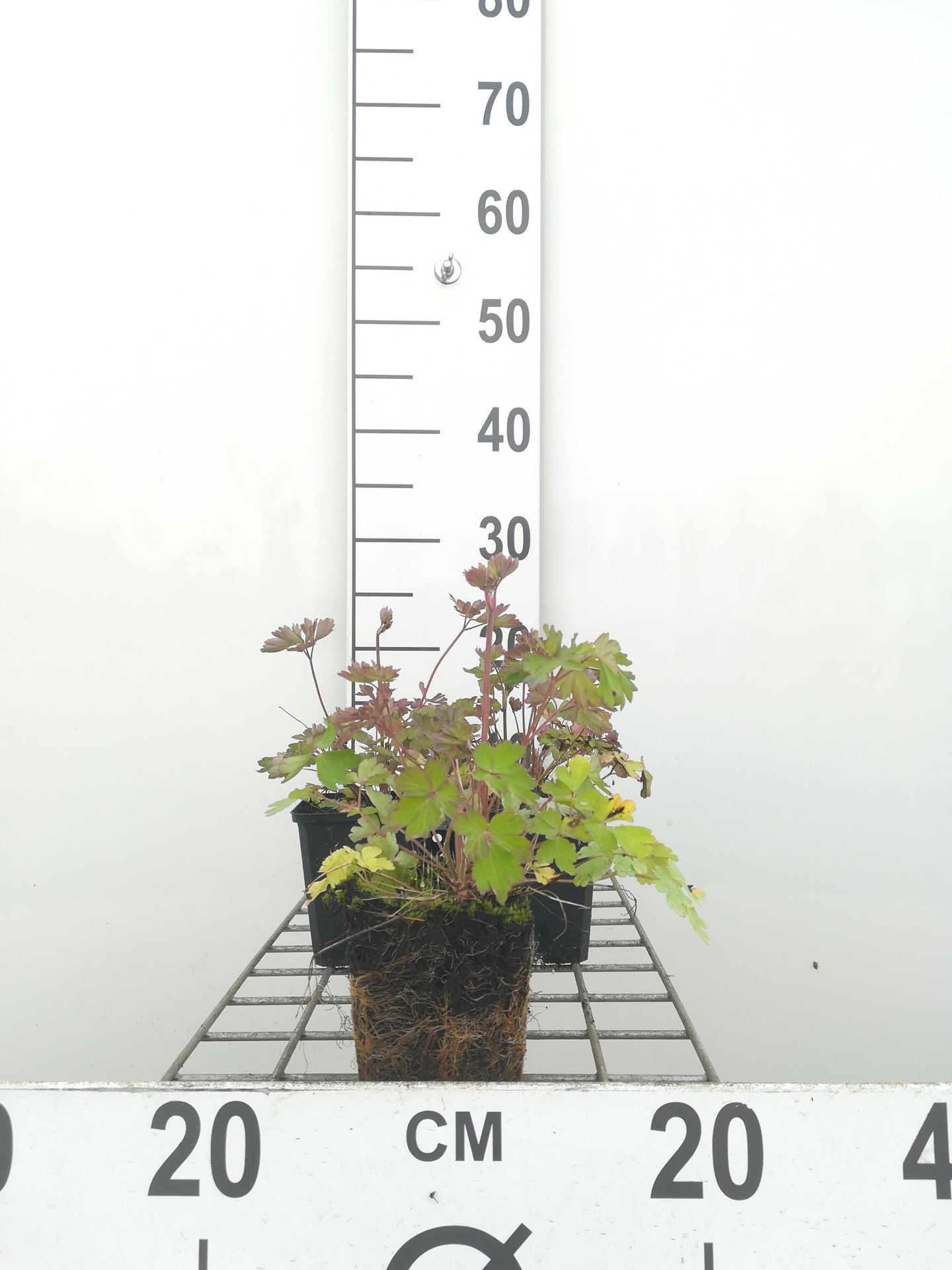 Aquilegia Dragonfly Hybrids - pot 9x9 cm afbeelding