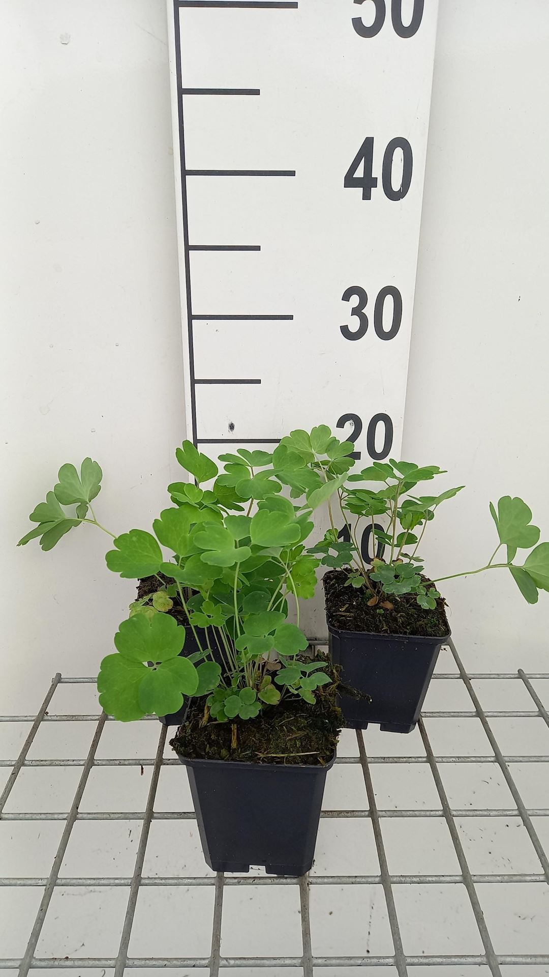 Aquilegia vulgaris'Blue Barlow'- pot 9x9 cm - Akelei afbeelding