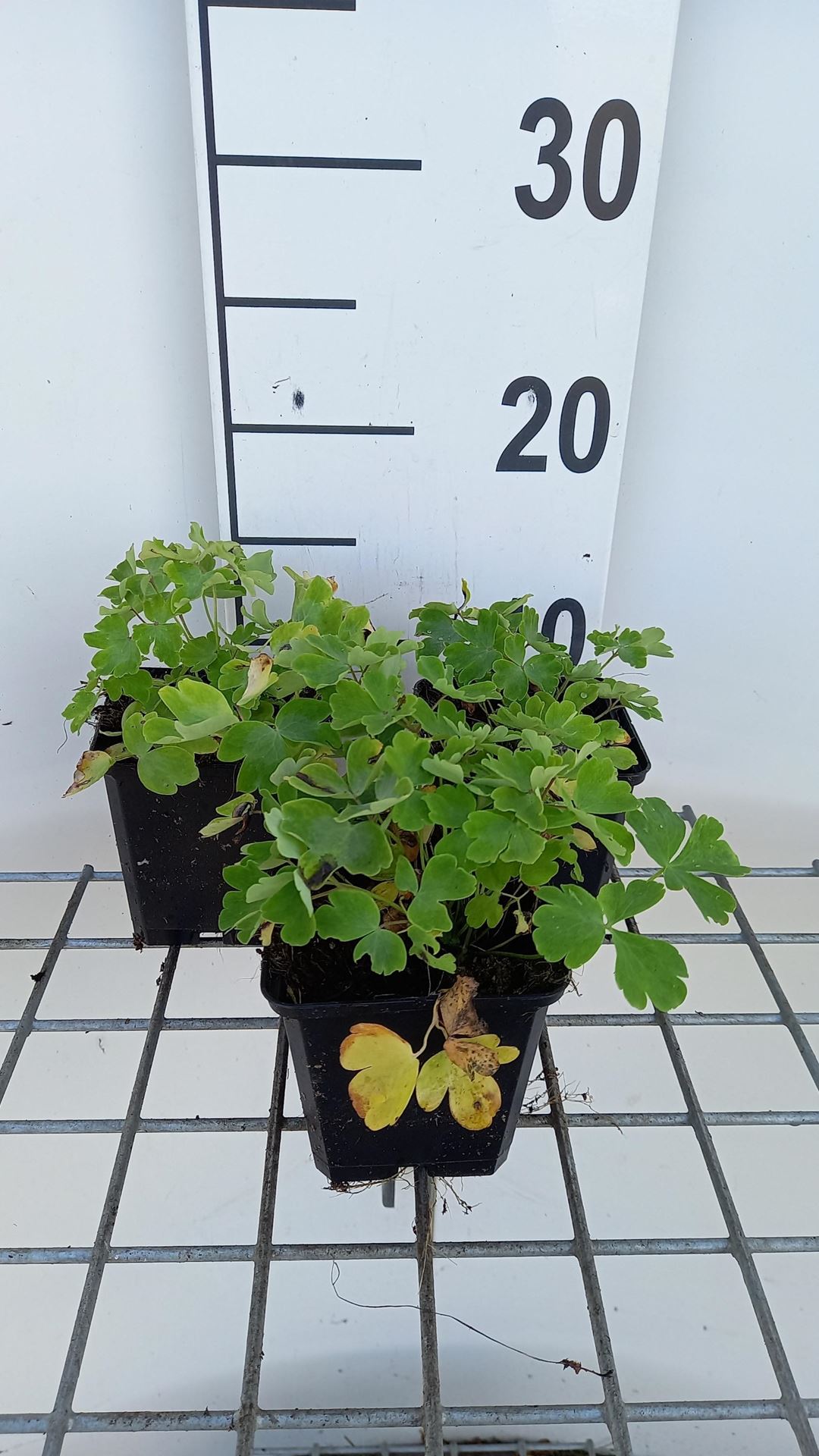Aquilegia vulgaris'White Barlow'- pot 9x9 cm afbeelding