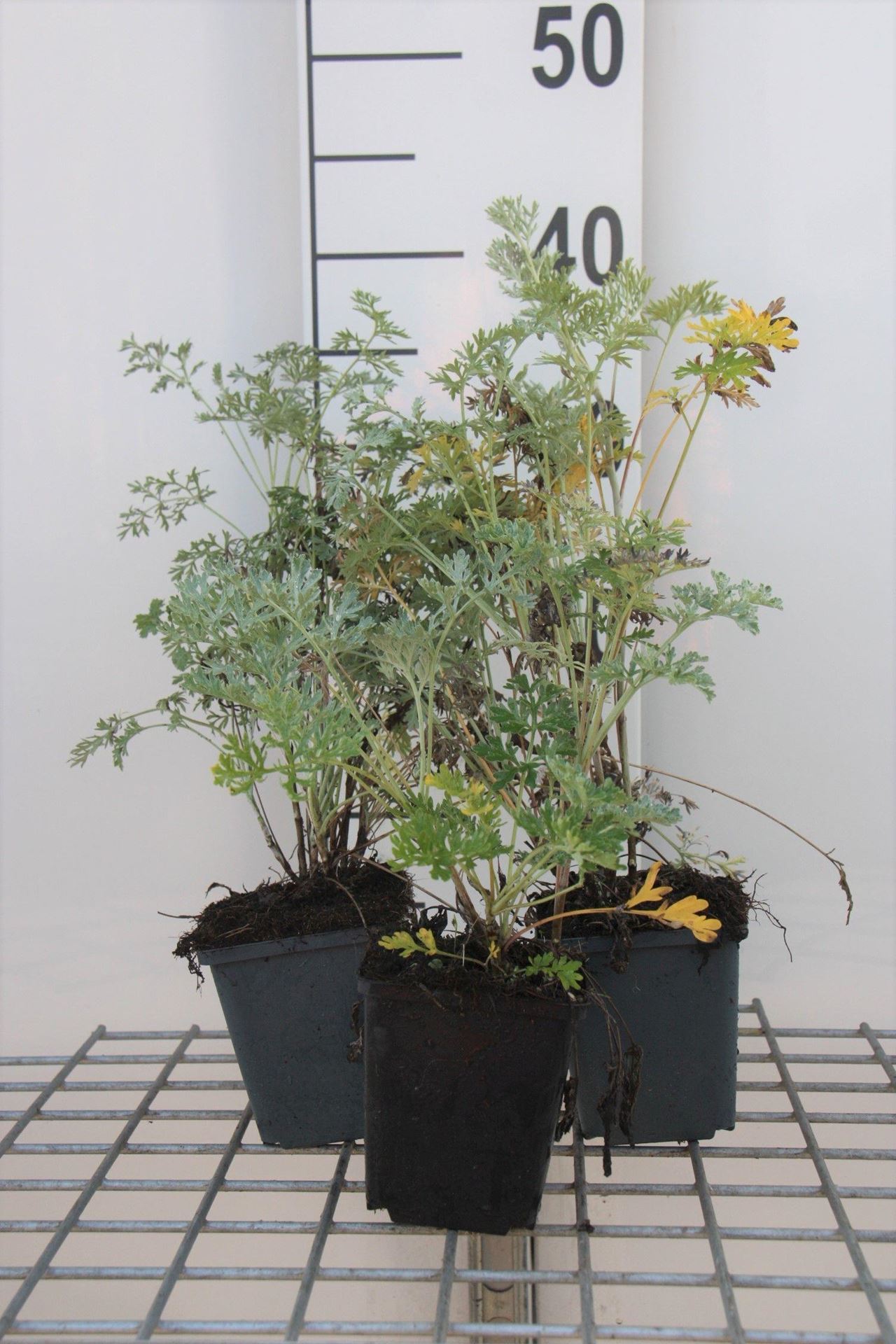 Alsem - pot 9x9 cm (Artemisia absinthium) - Absintalsem / Absint afbeelding