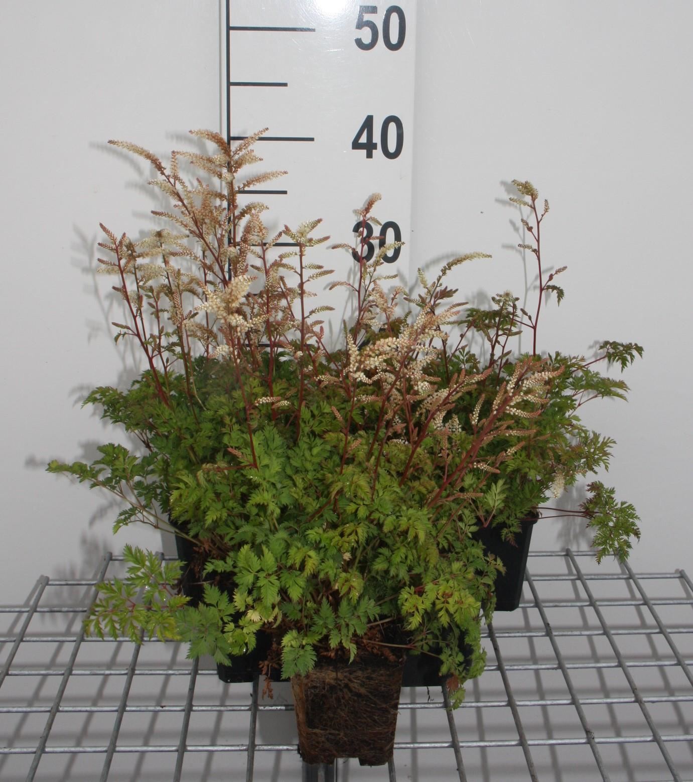 Aruncus aethusifolius - pot 9x9 cm - Kleine geitenbaard afbeelding