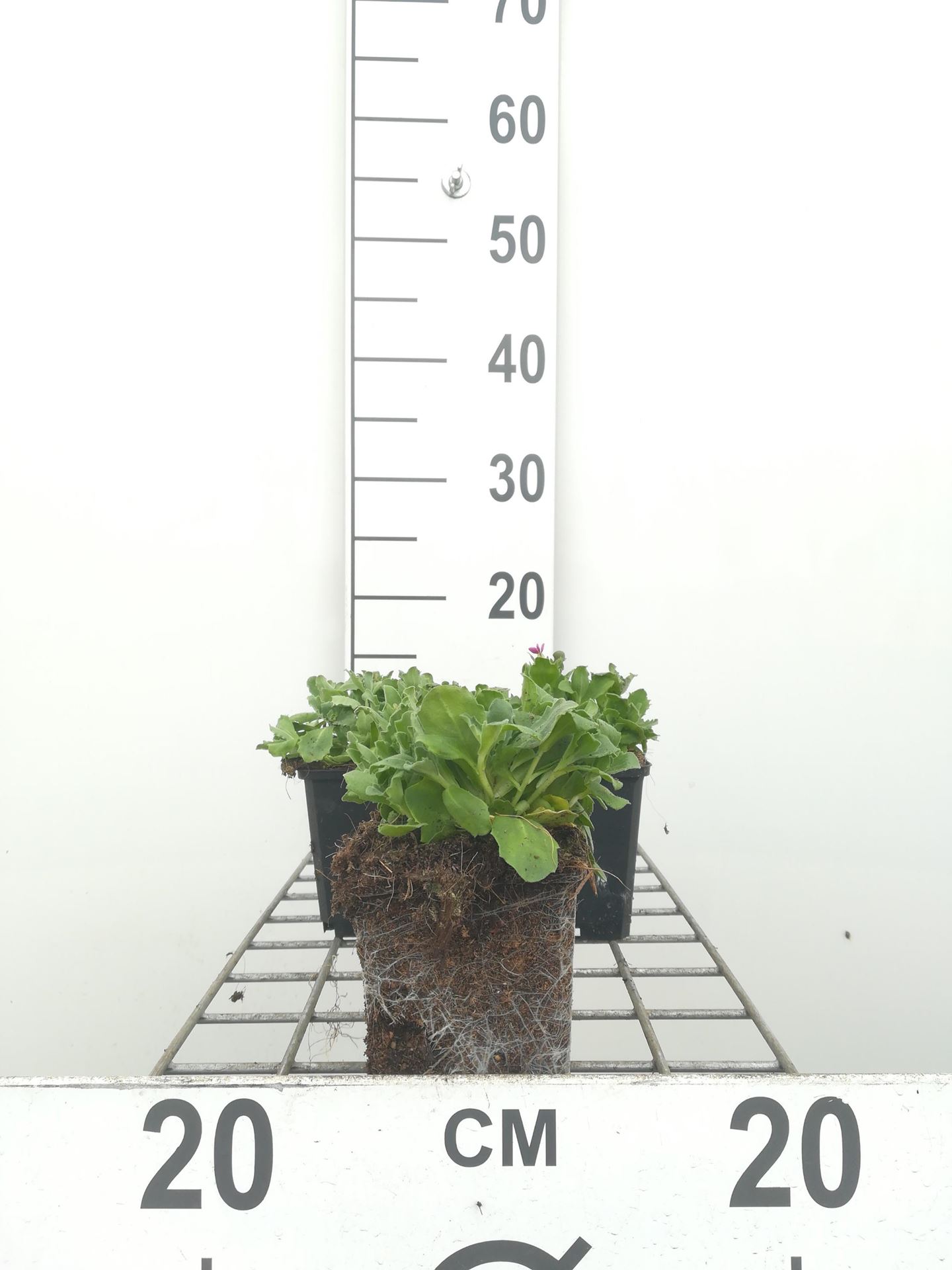 Arabis x arendsii'Compinkie'- pot 9x9 cm afbeelding