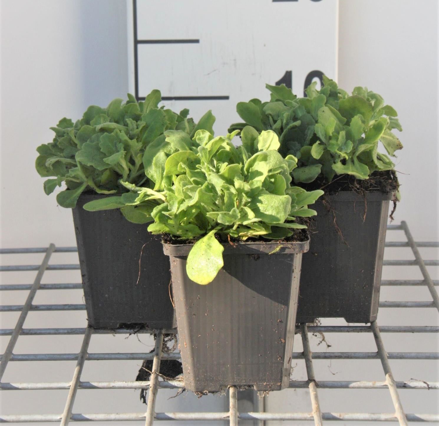 Arabis caucasica'Plena'- pot 9x9 cm - Dubbelbloemige rijstebrei afbeelding