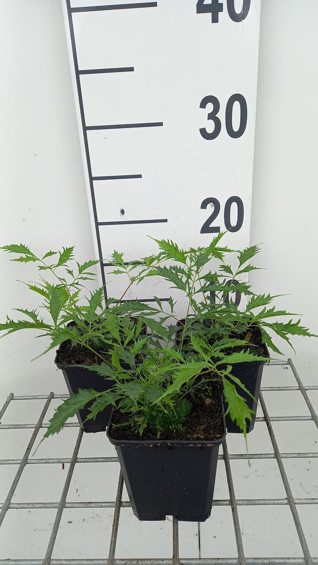 Aruncus dioicus'Kneiffii'- pot 9x9 cm afbeelding