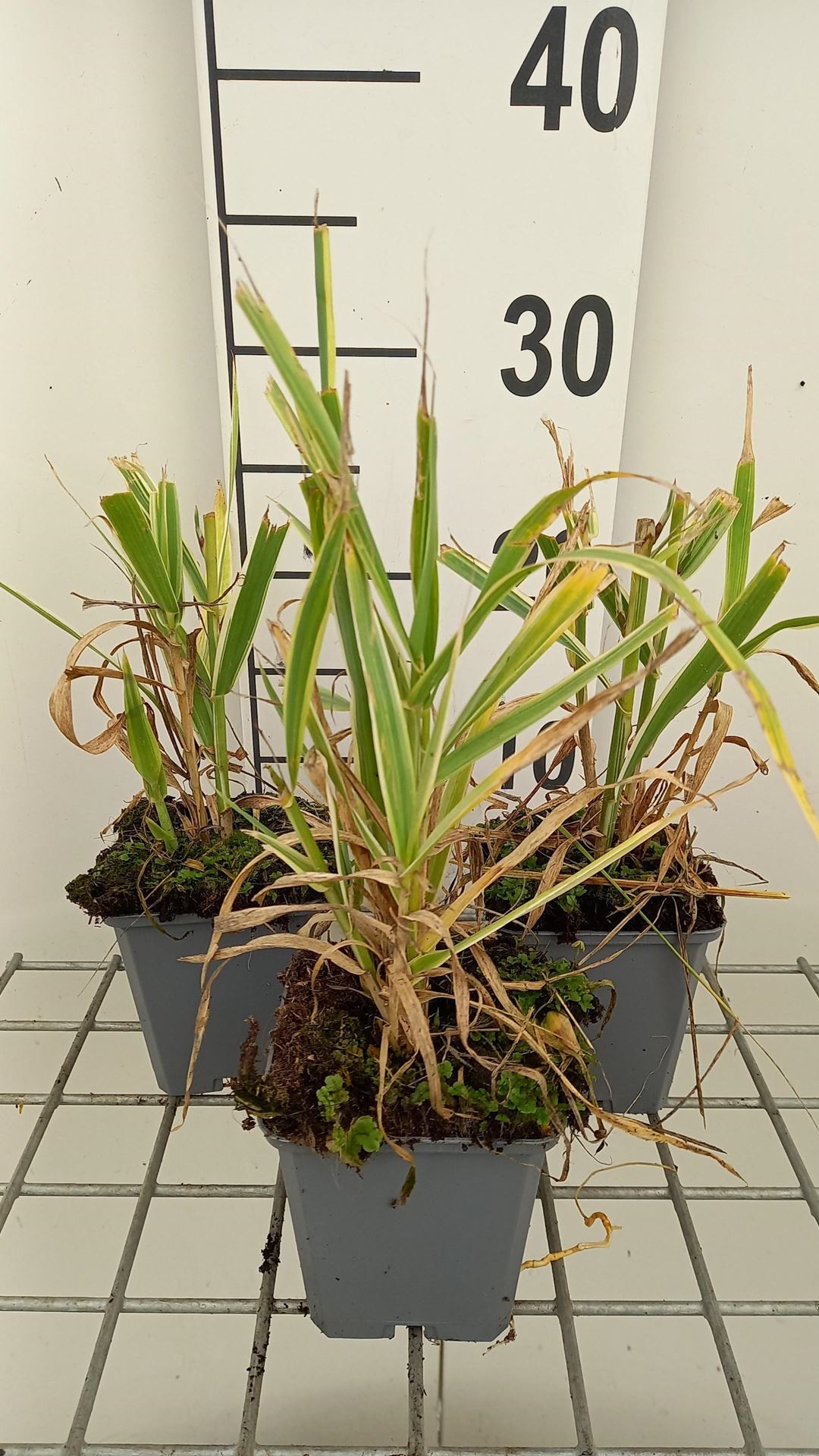 Arundo donax'Versicolor'- pot 9x9 cm - afbeelding