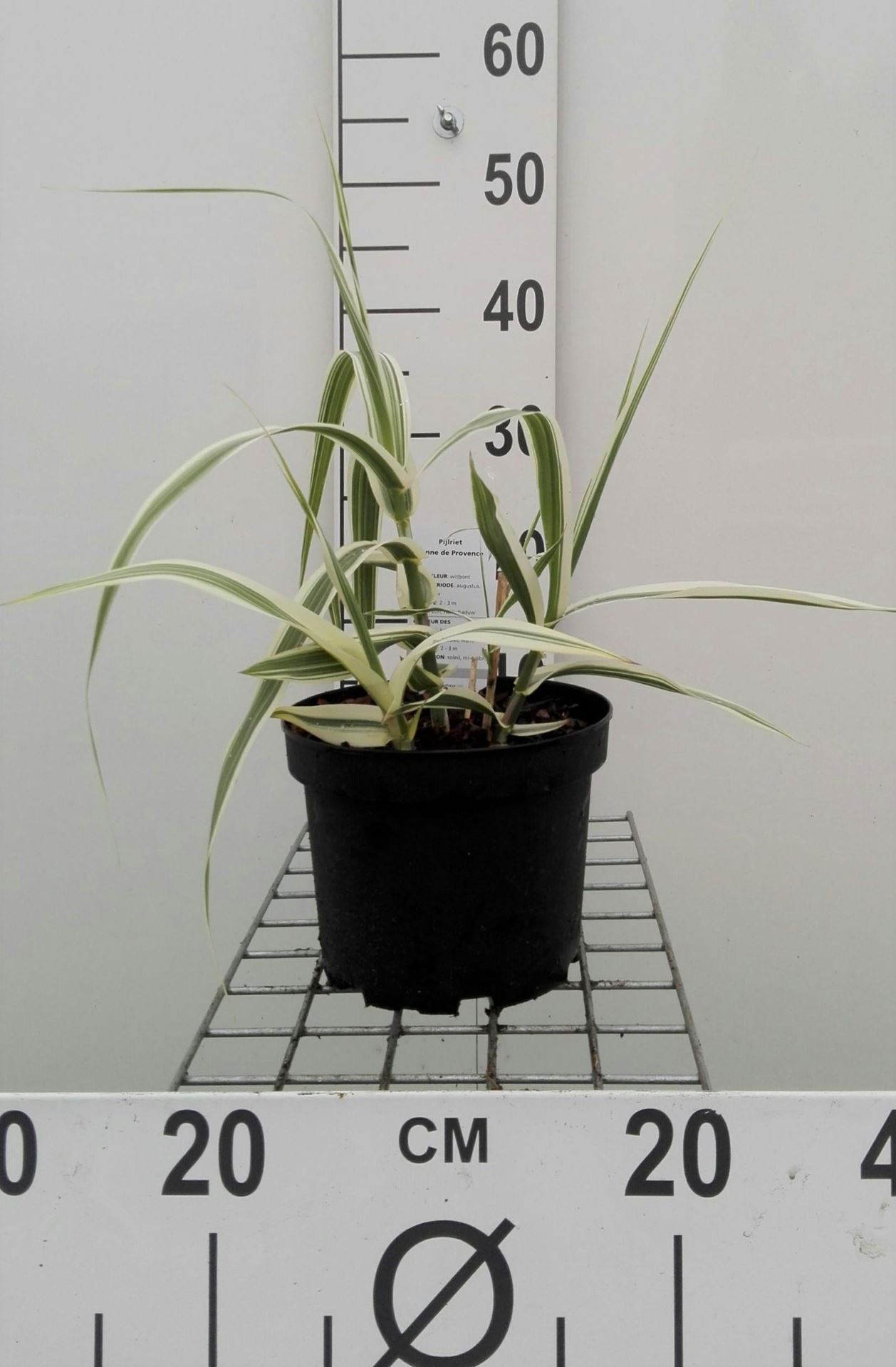 Arundo donax 'Versicolor' - pot 3L