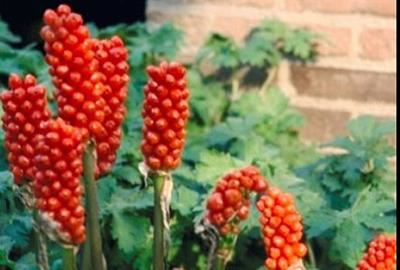 Arum italicum - pot 9x9 cm - Italiaanse aronskelk afbeelding