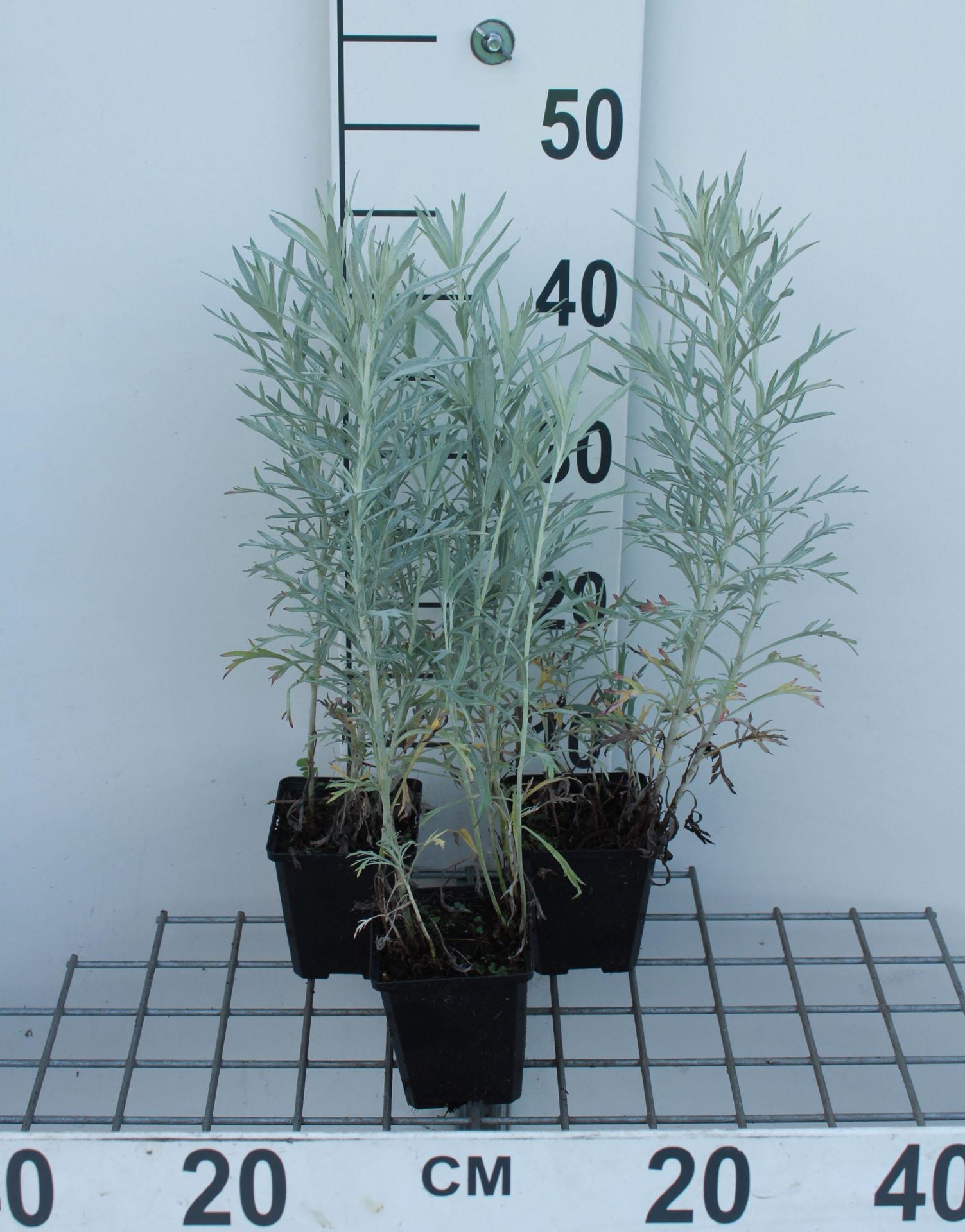 Artemisia ludoviciana'Silver Queen'- pot 9x9 cm afbeelding