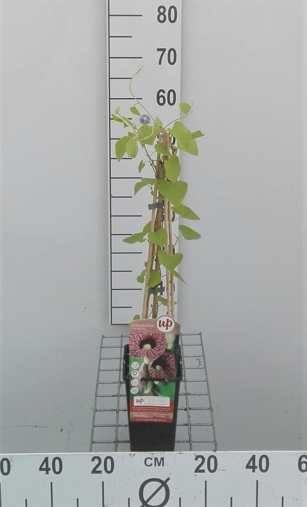 Aristolochia macrophylla - pot - 50-60 cm -