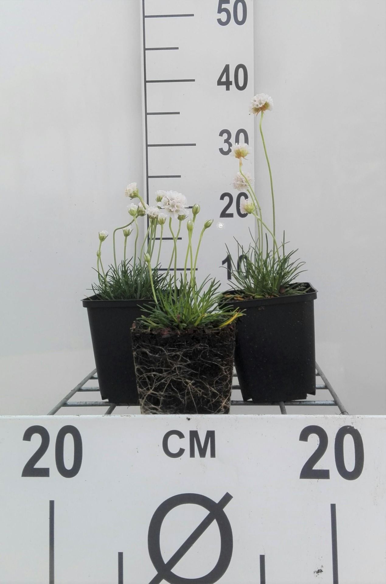 Armeria maritima'Alba'- pot 9x9 cm - afbeelding