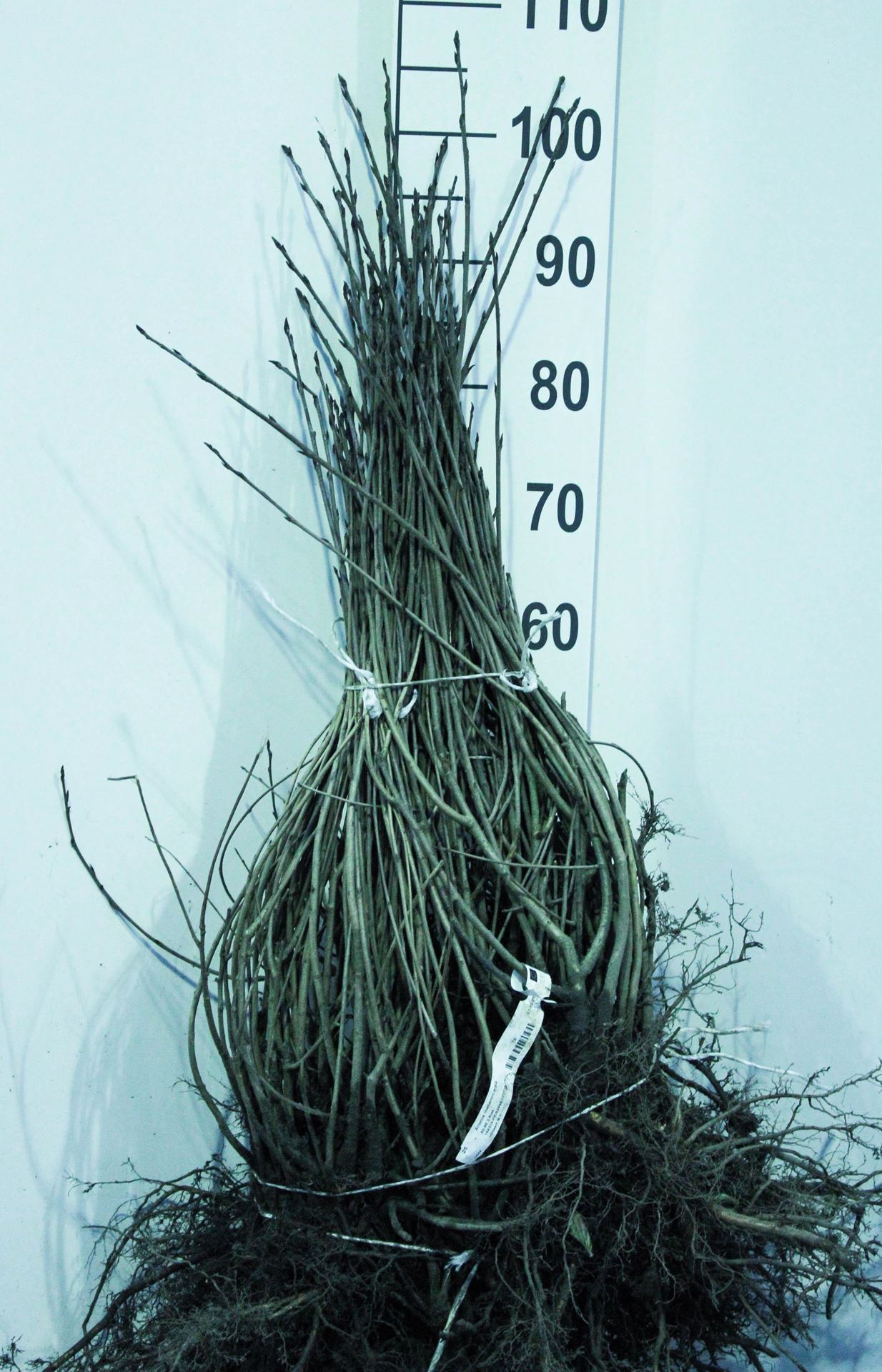Aronia melanocarpa - blote wortel - 60-90 cm - 3-5 takken - Zwarte appelbes afbeelding