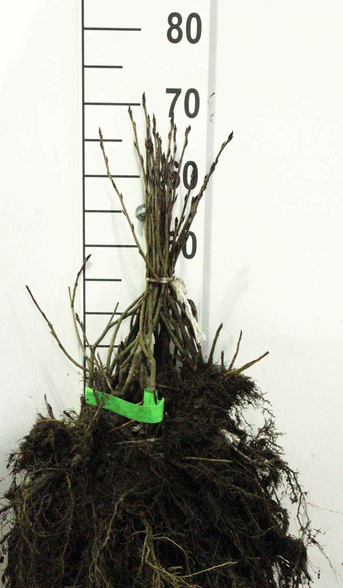 Aronia melanocarpa - blote wortel - 30-50 cm - Zwarte appelbes afbeelding