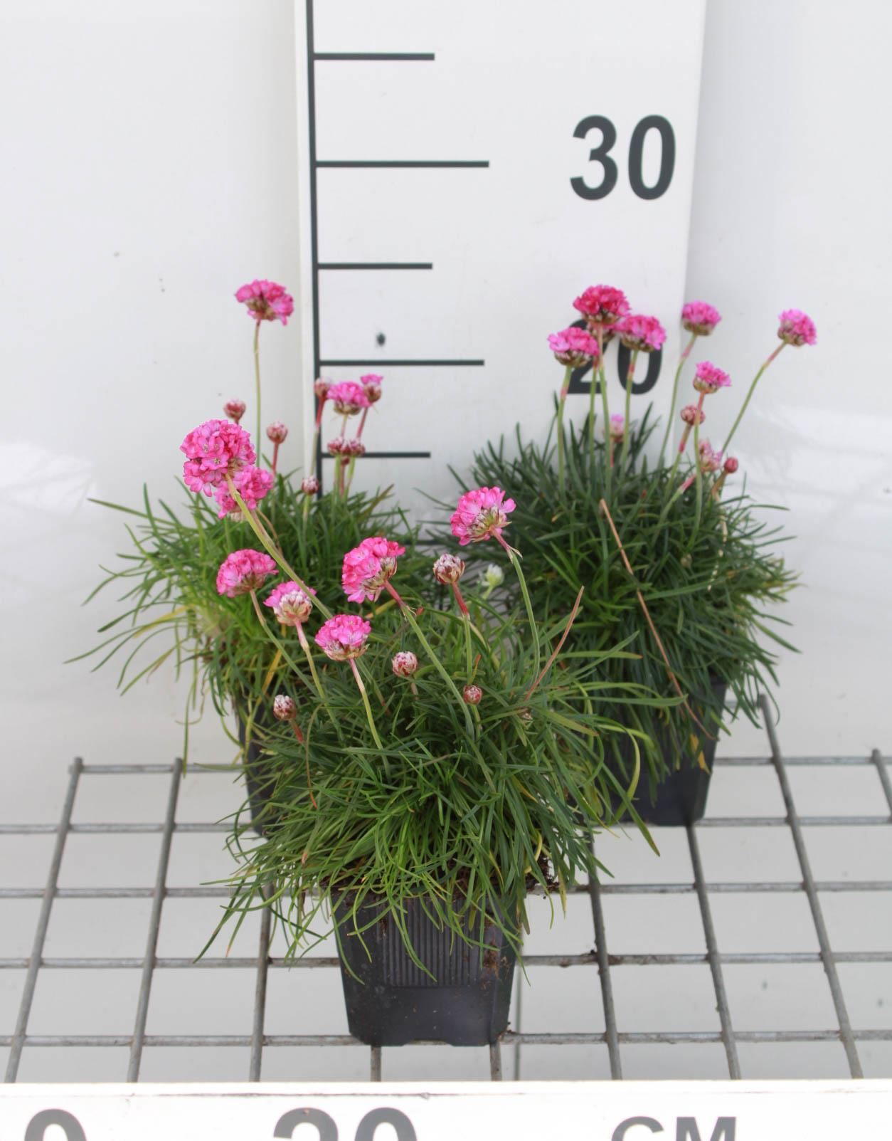 Armeria maritima'Rosea Compacta'- pot 9x9 cm - afbeelding