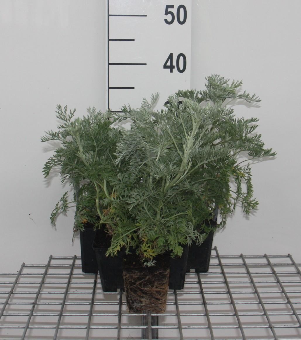 Artemisia'Powis Castle'- pot 9x9 cm afbeelding