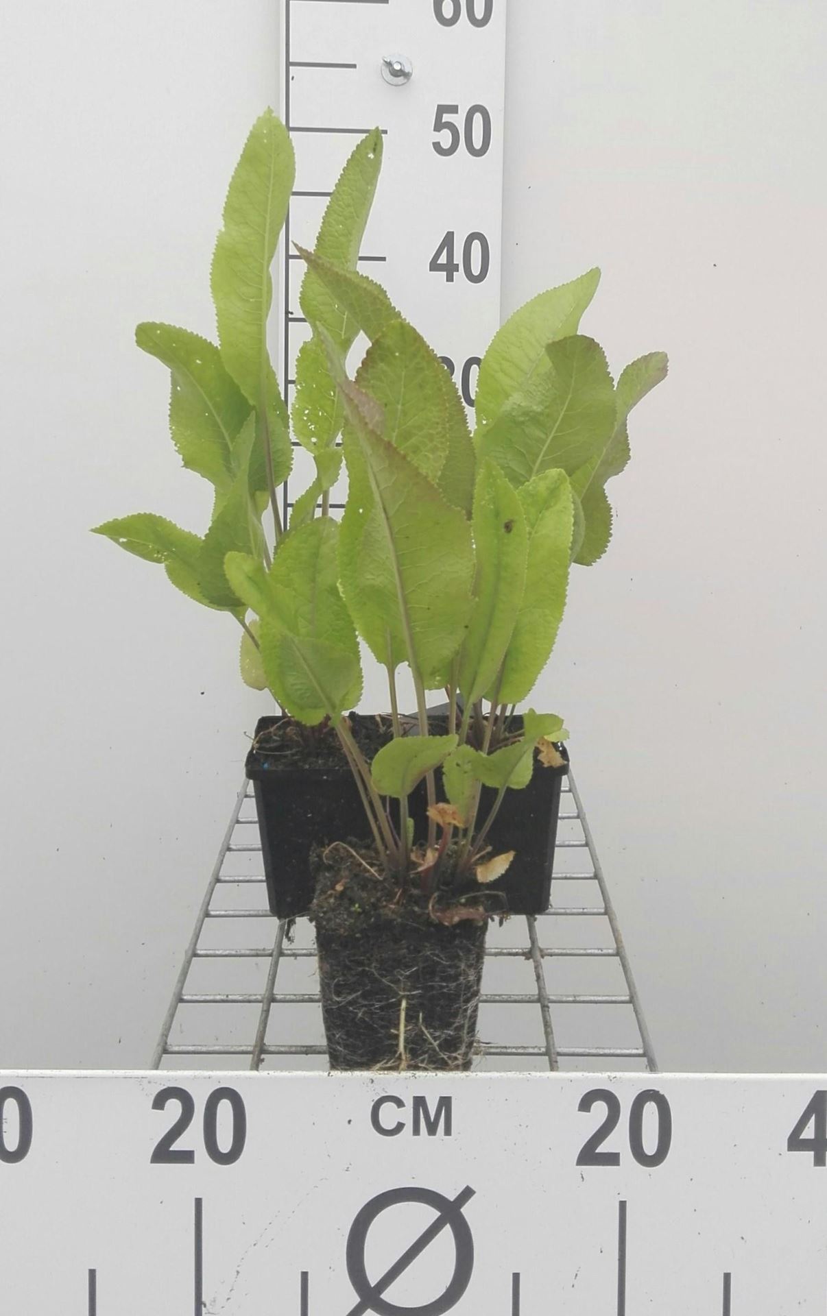 Mierikswortel - pot 9x9 cm (Armoracia rusticana) - Mierikswortel / Mierik afbeelding