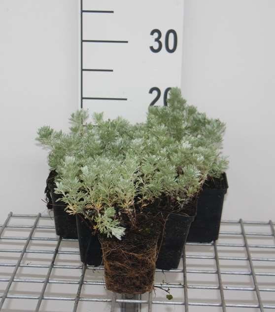 Artemisia schmidtiana'Nana'- pot 9x9 cm afbeelding