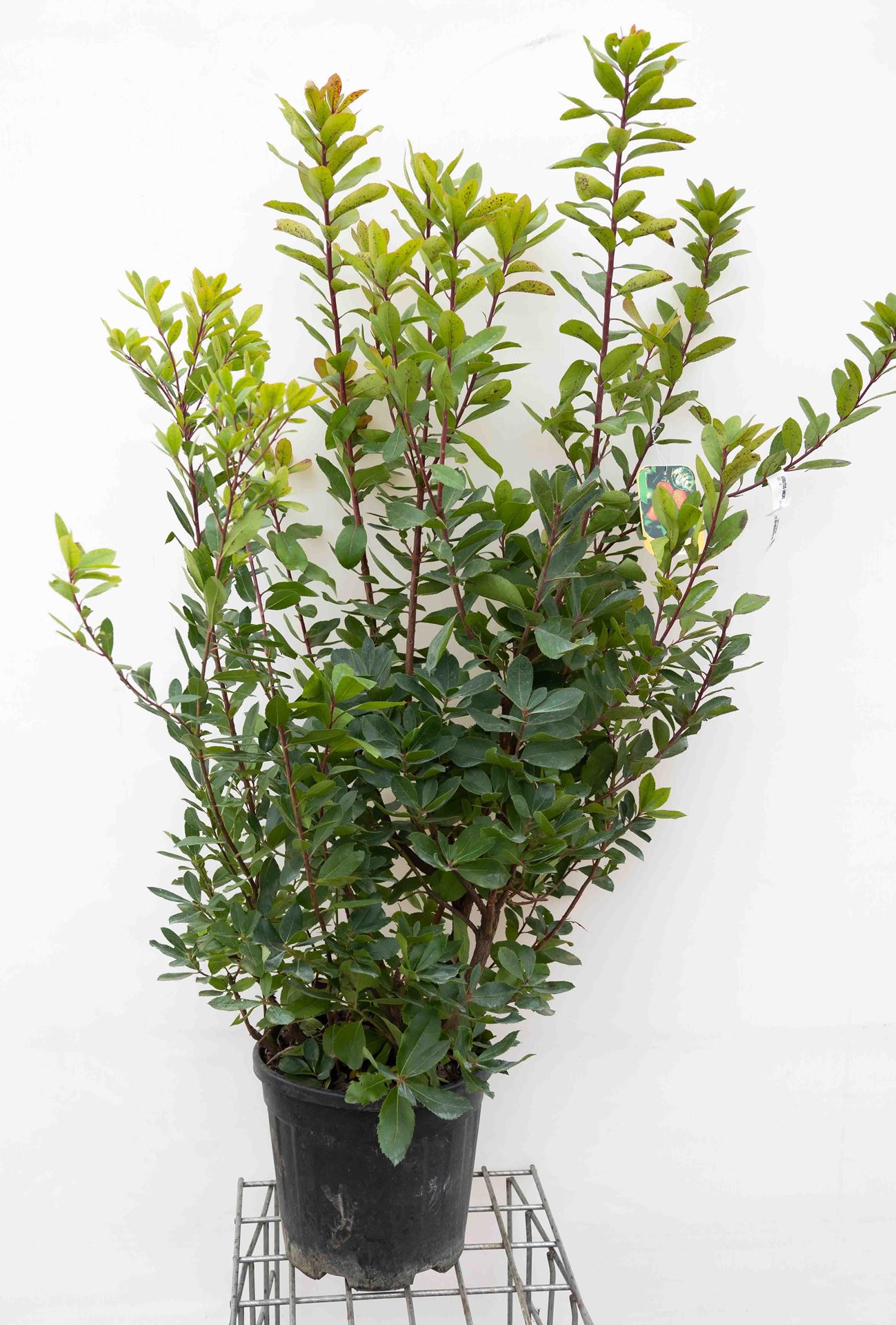 Arbutus unedo - pot 18L - 125-150 cm afbeelding