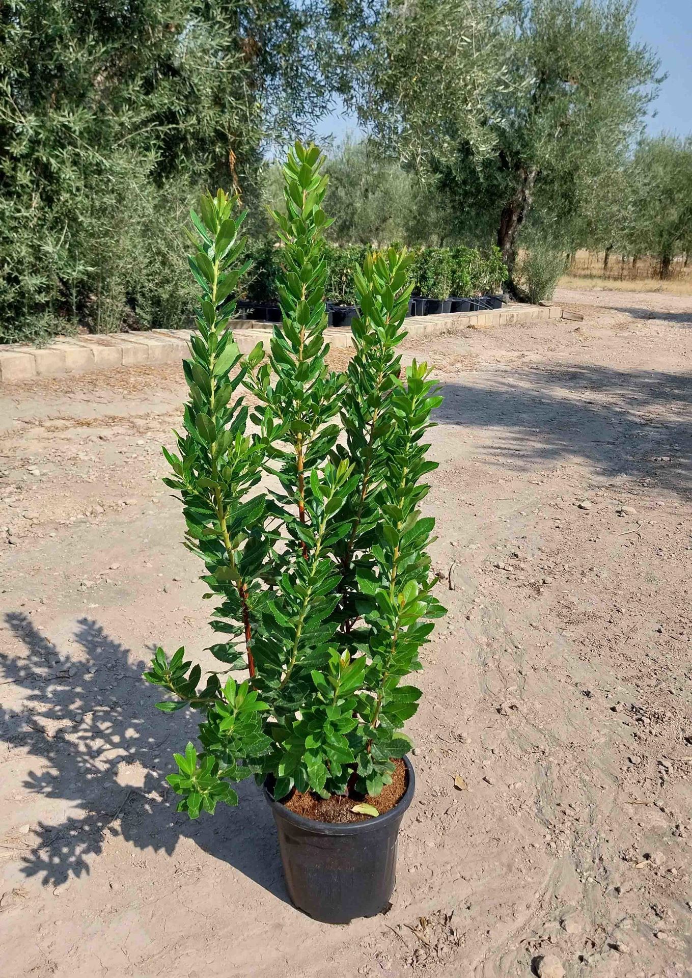 Arbutus unedo - pot 10L - 60-80 cm - Aardbeiboom afbeelding