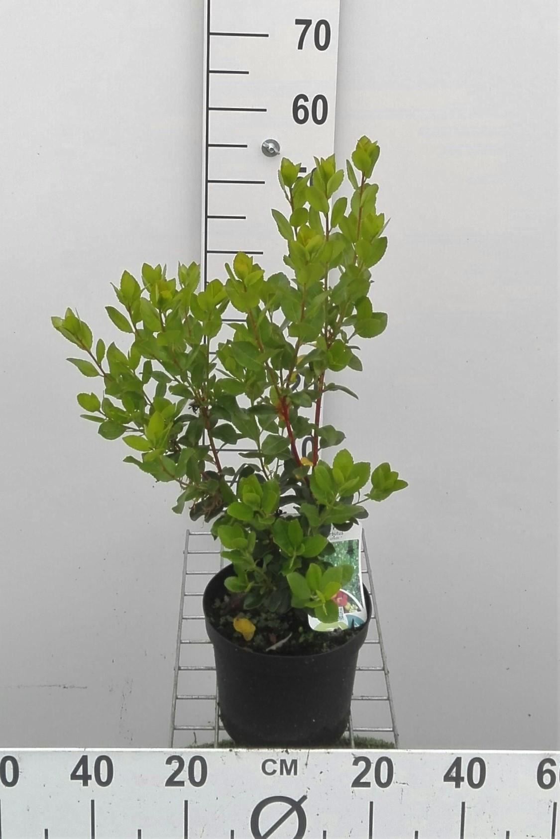 Arbutus unedo - pot 3L - 30-40 cm - Aardbeiboom afbeelding