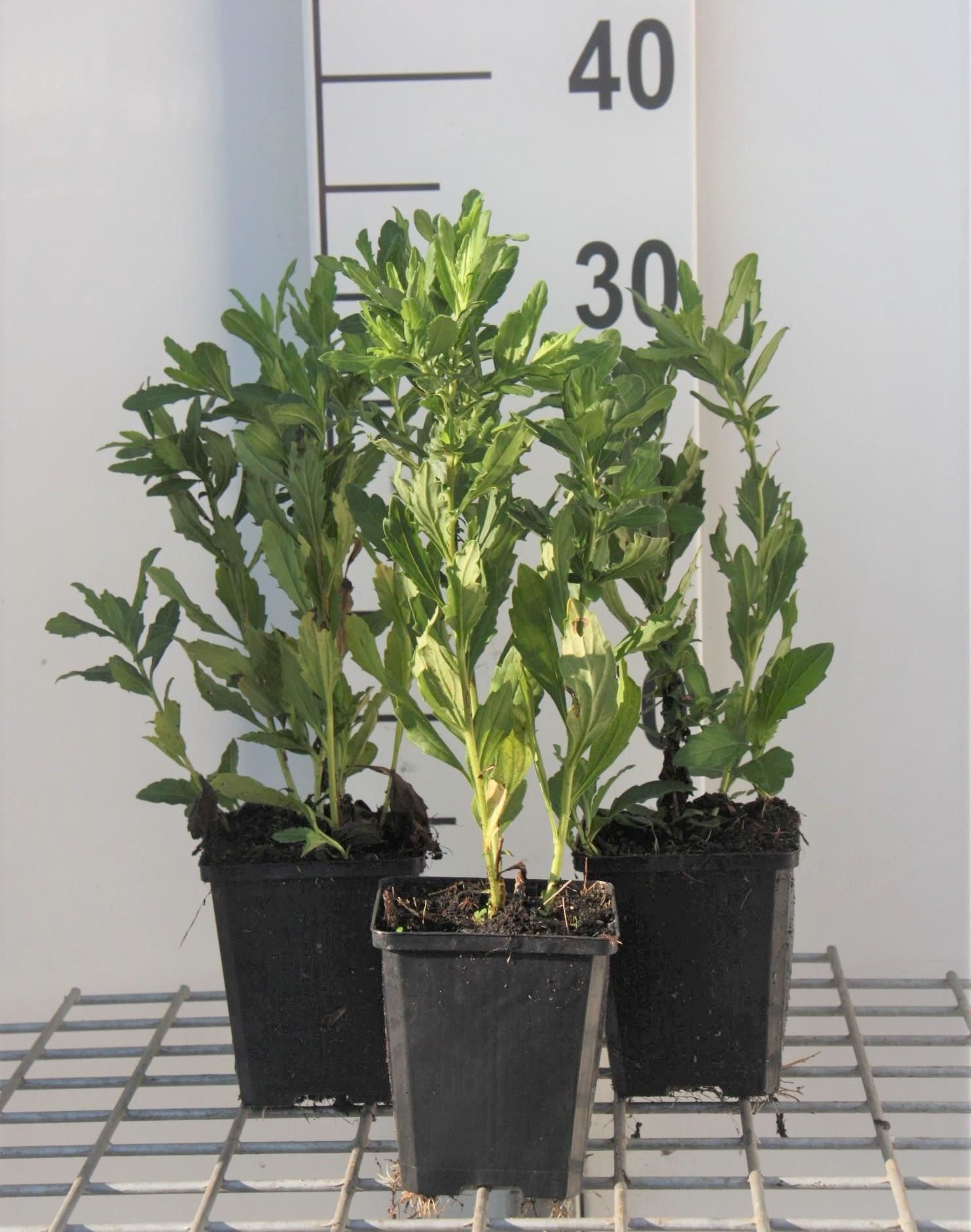 Aster ageratoides'Ashvi'- pot 9x9 cm afbeelding