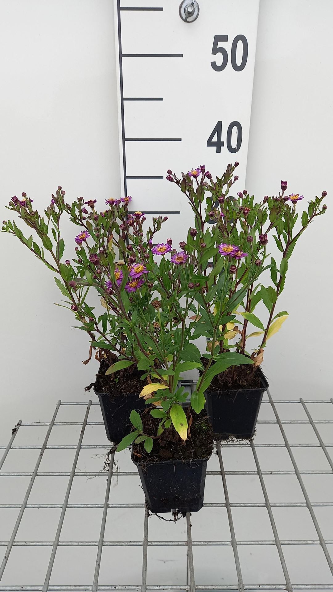 Aster ageratoides'Ezo Murasaki'- pot 9x9 cm afbeelding