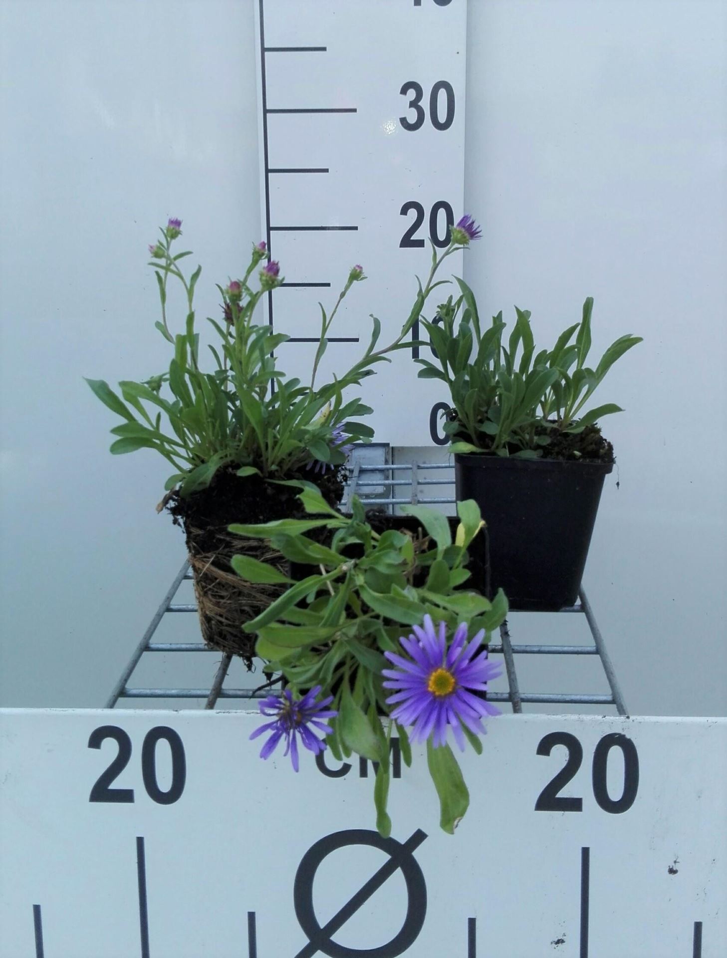 Aster alpinus'Goliath'- pot 9x9 cm afbeelding