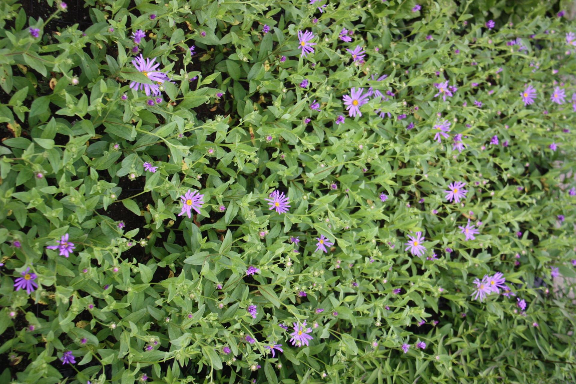 Aster ageratoides'Harry Schmidt'- pot 9x9 cm afbeelding