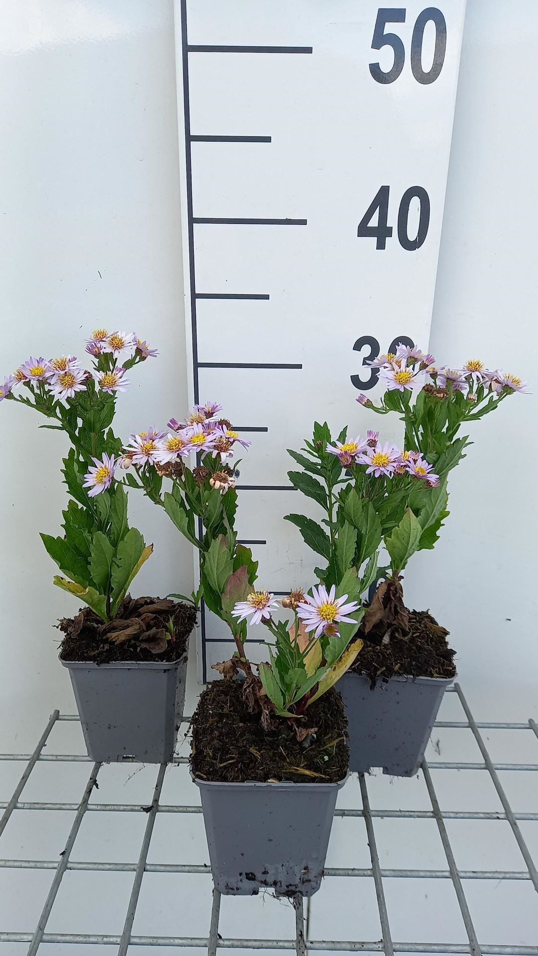 Aster ageratoides'Stardust'- pot 9x9 cm afbeelding