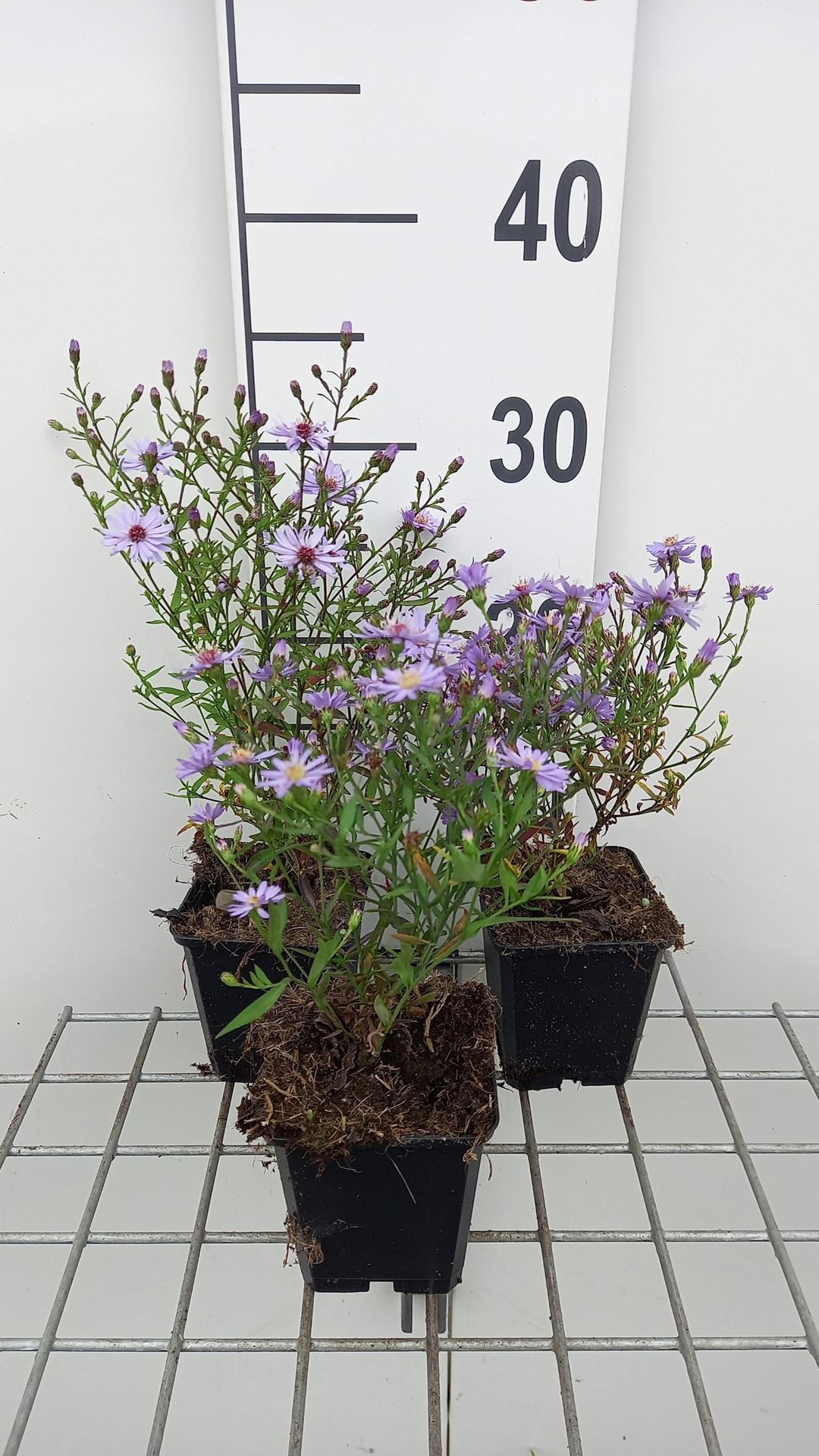 Aster cordifolius 'Blue Heaven' - pot 9x9 cm