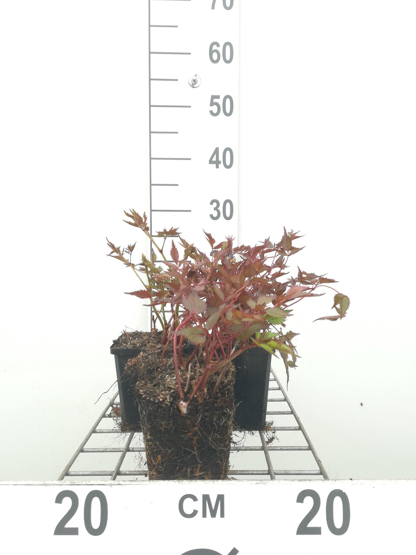 Astilbe'Deutschland'- pot 9x9 cm afbeelding