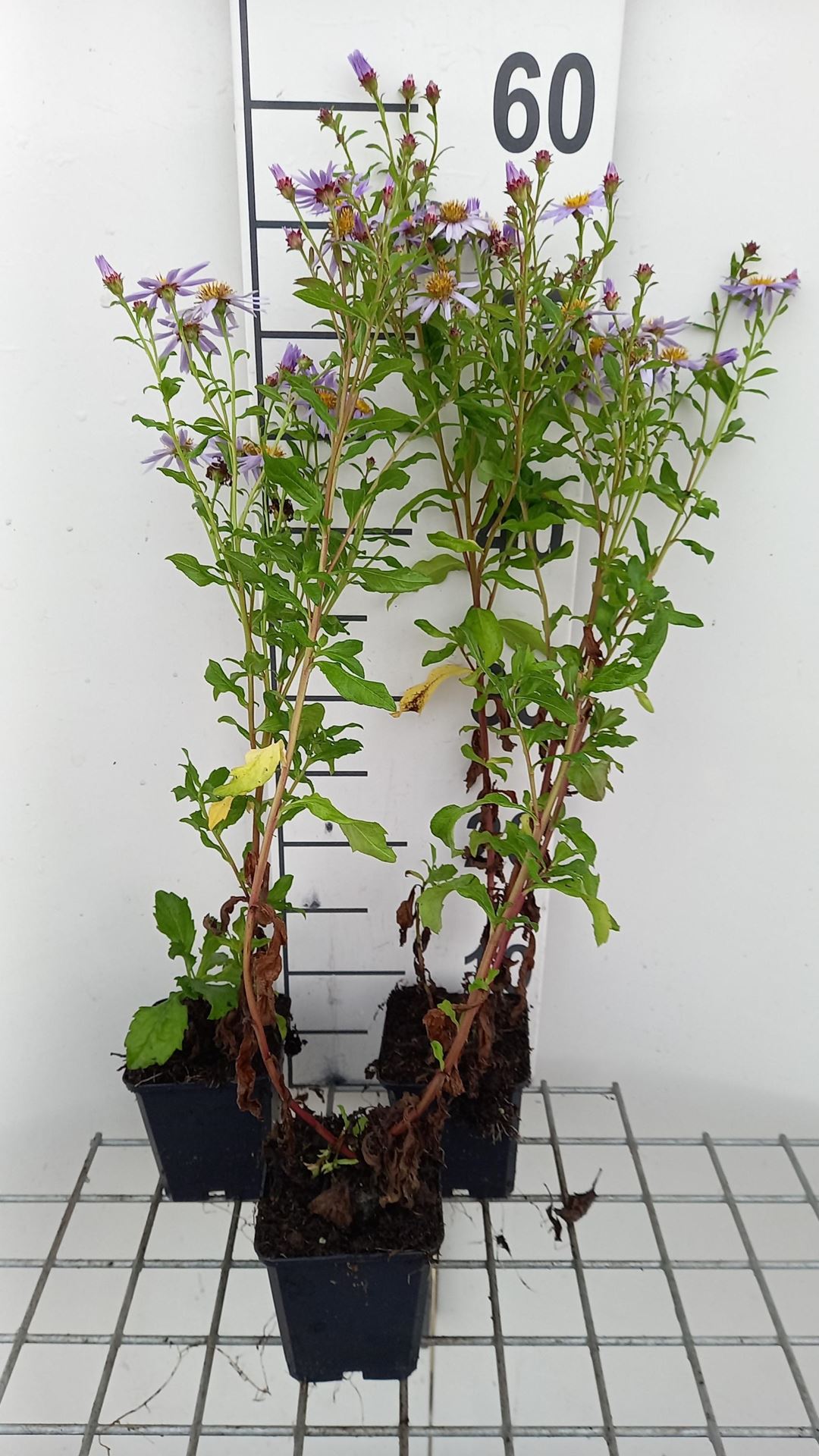 Aster'Eleven Purple'- pot 9x9 cm afbeelding