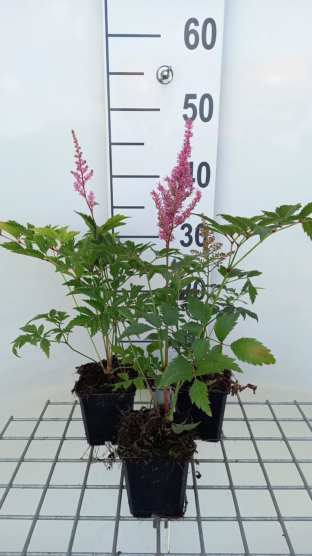 Astilbe'Europa'- pot 9x9 cm - Pluimspirea afbeelding