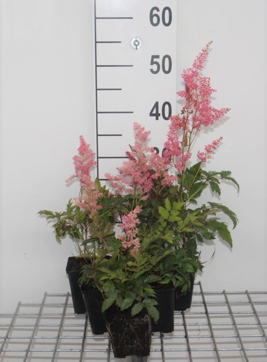 Astilbe'Fanal'- pot 9x9 cm - afbeelding