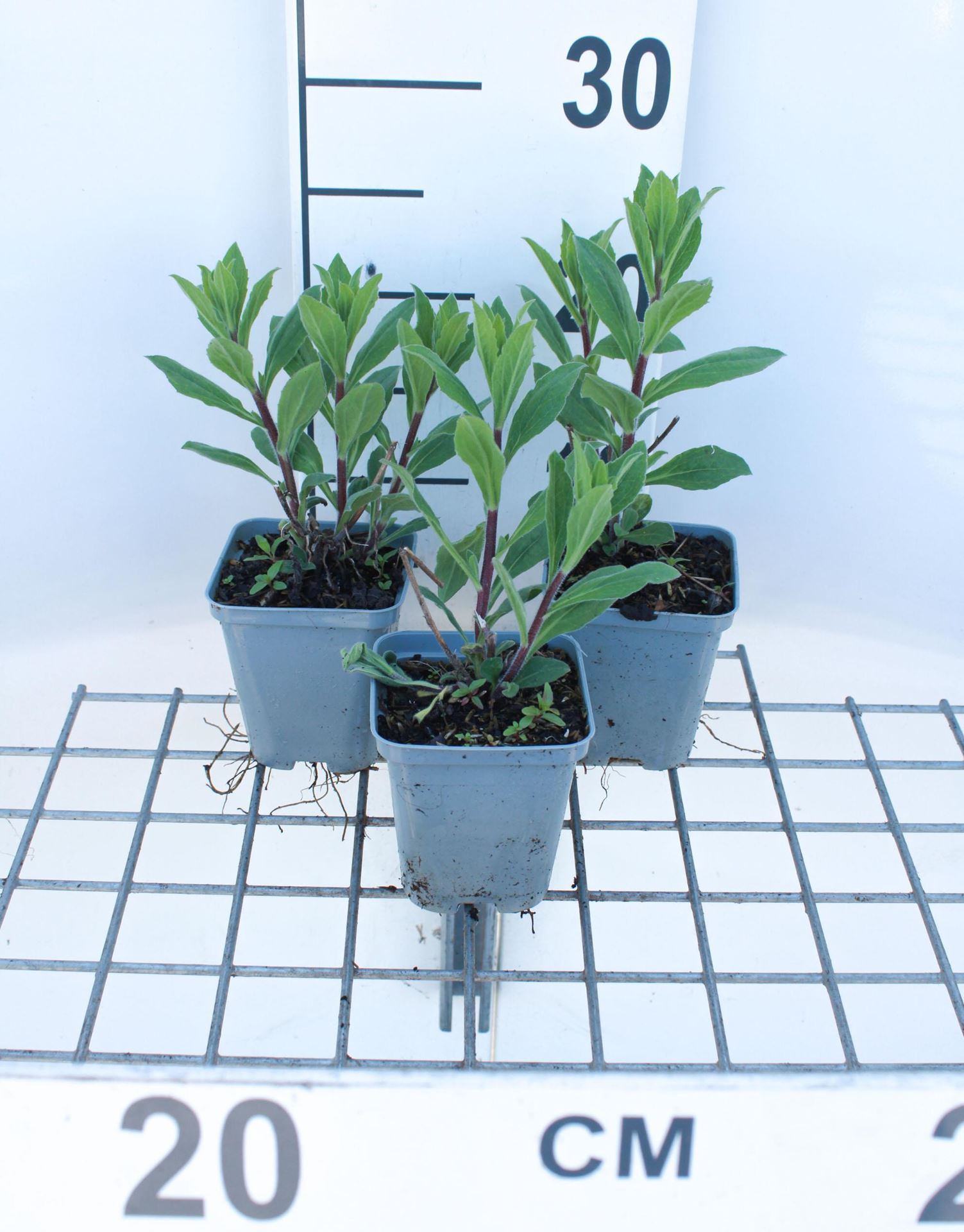 Aster x frikartii'Mönch'- pot 9x9 cm afbeelding