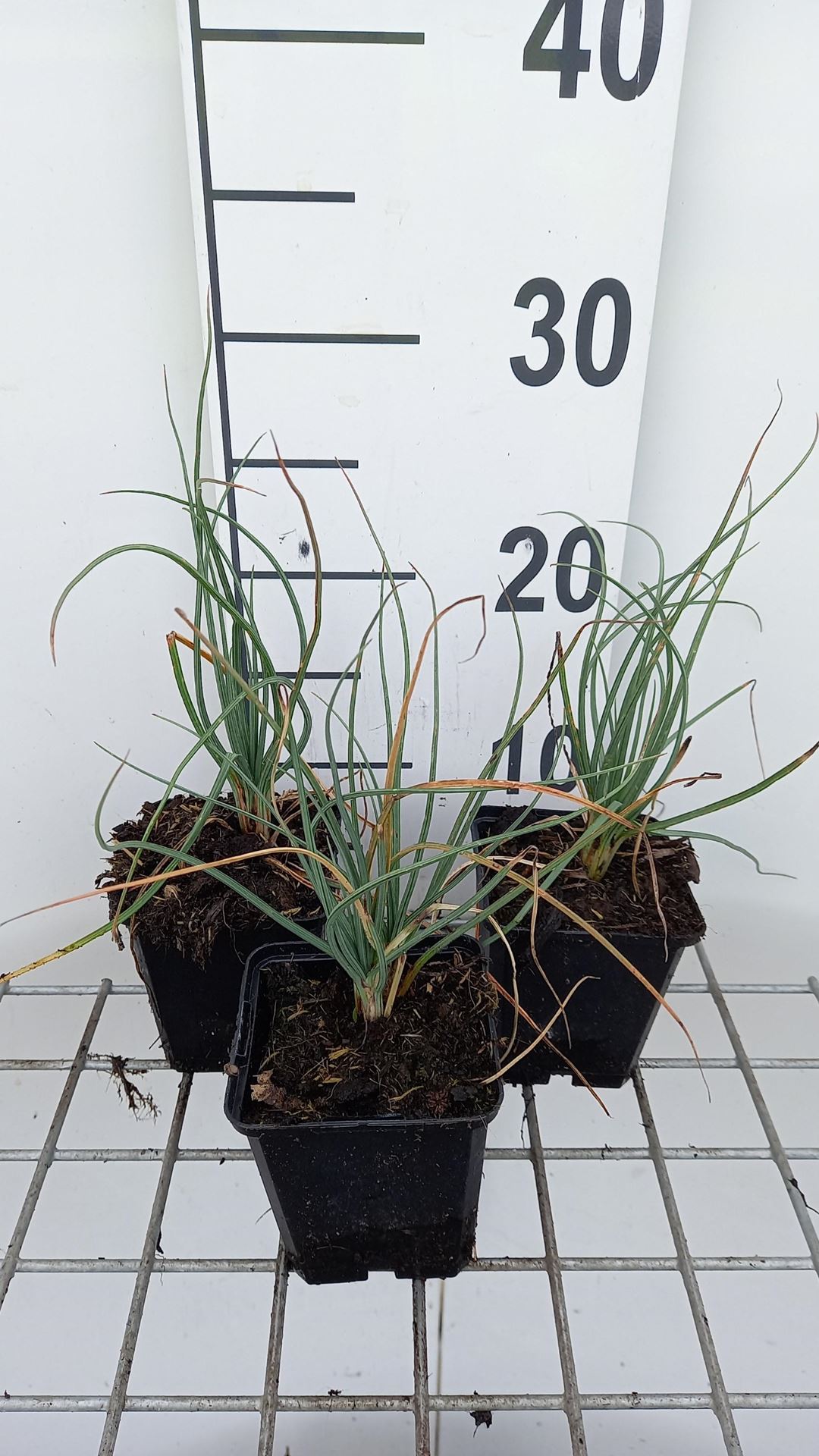 Asphodeline lutea - pot 9x9 cm afbeelding