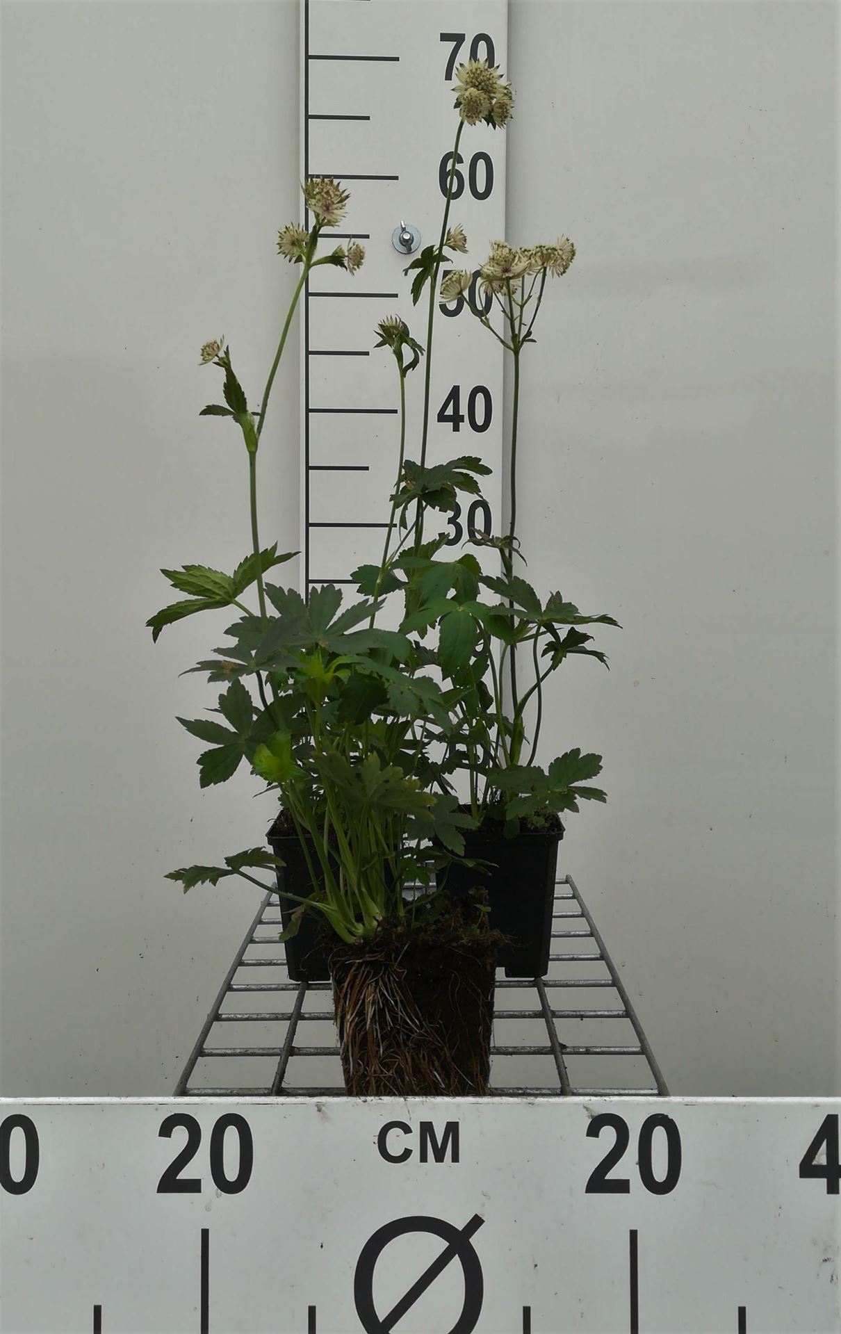 Astrantia major'Alba'- pot 9x9 cm afbeelding