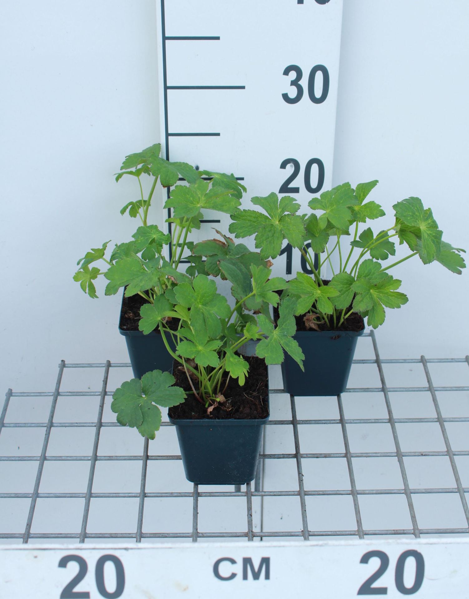 Astrantia'Buckland'- pot 9x9 cm - Zeeuws knoopje afbeelding