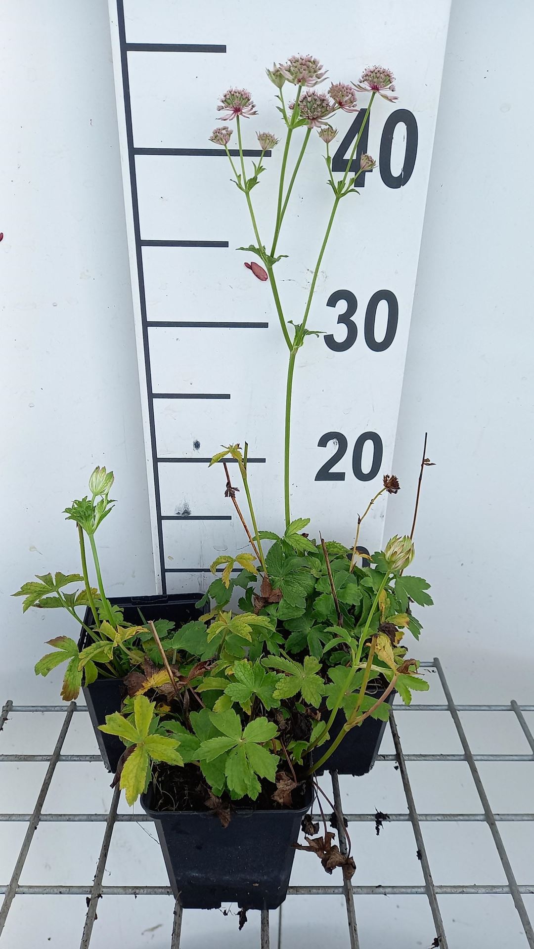 Astrantia major'Florence'- pot 9x9 cm afbeelding