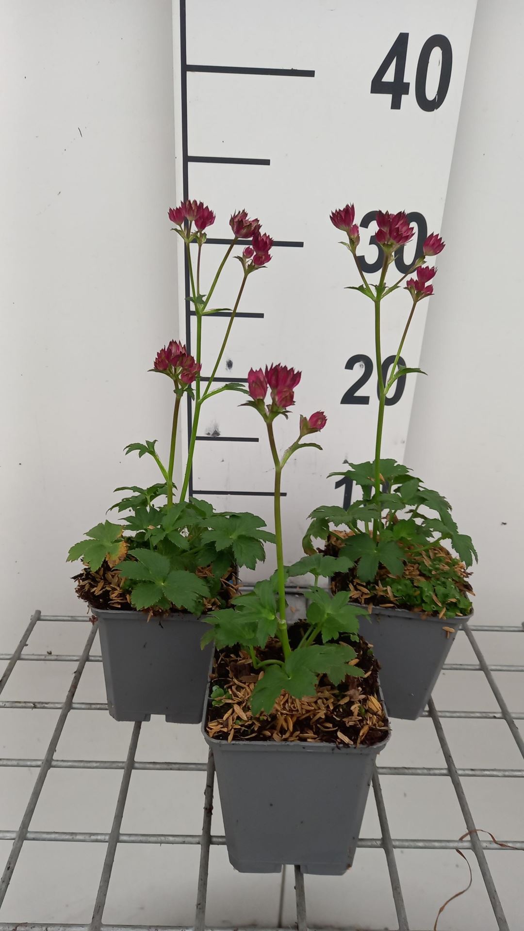 Astrantia'Moulin Rouge'- pot 9x9 cm afbeelding