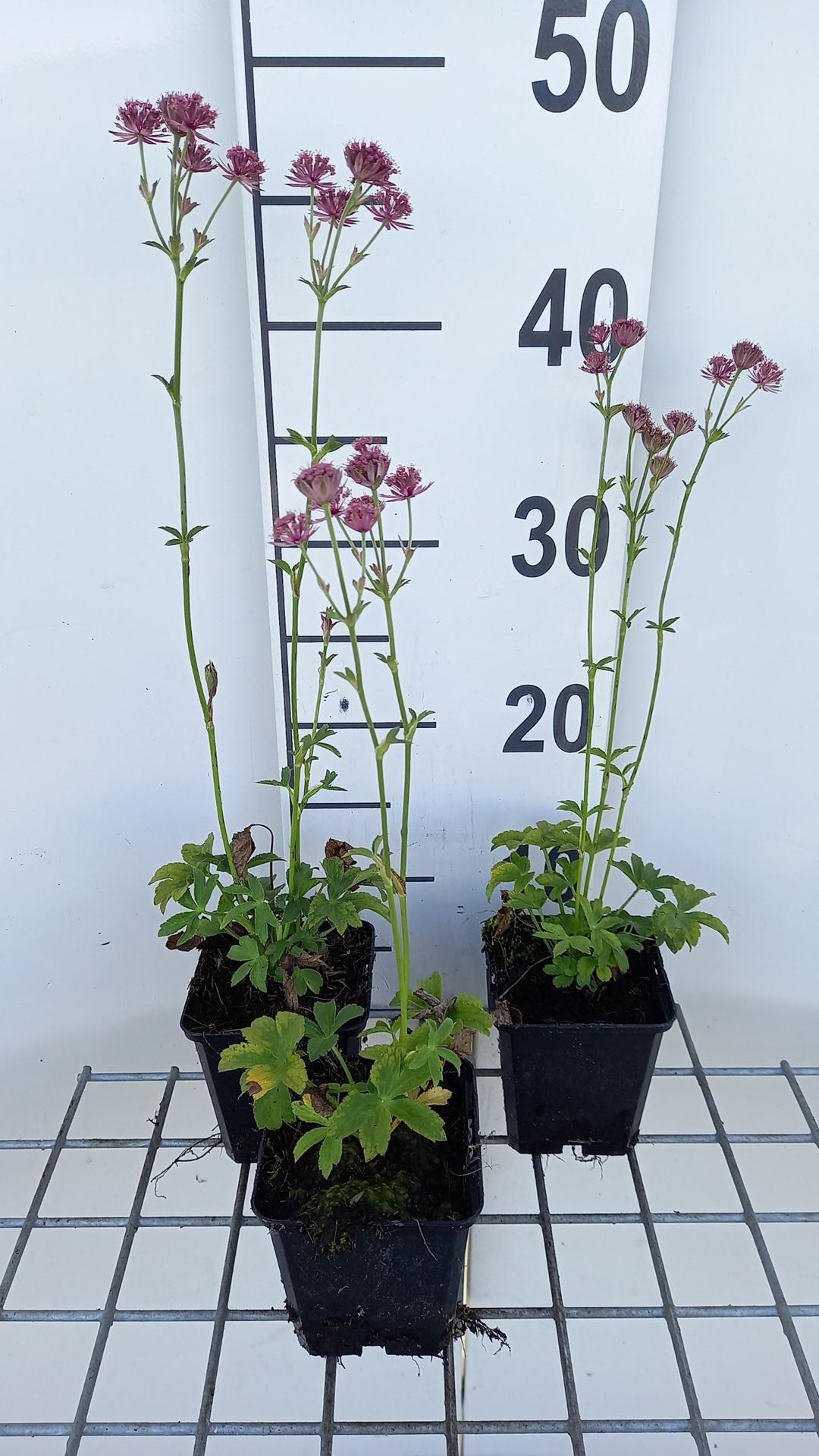 Astrantia major'Roma'- pot 9x9 cm - afbeelding