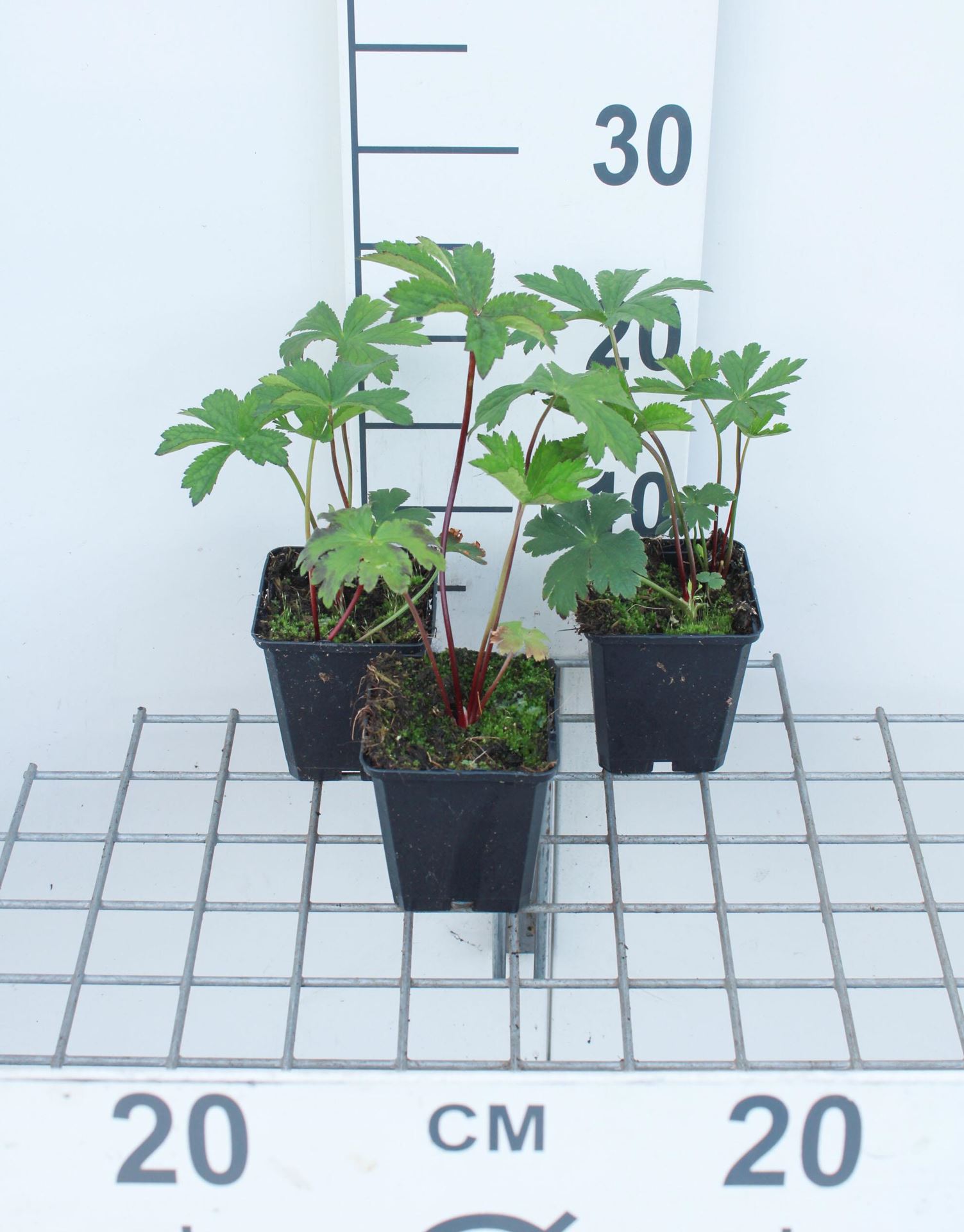 Astrantia major'Rubra'- pot 9x9 cm afbeelding