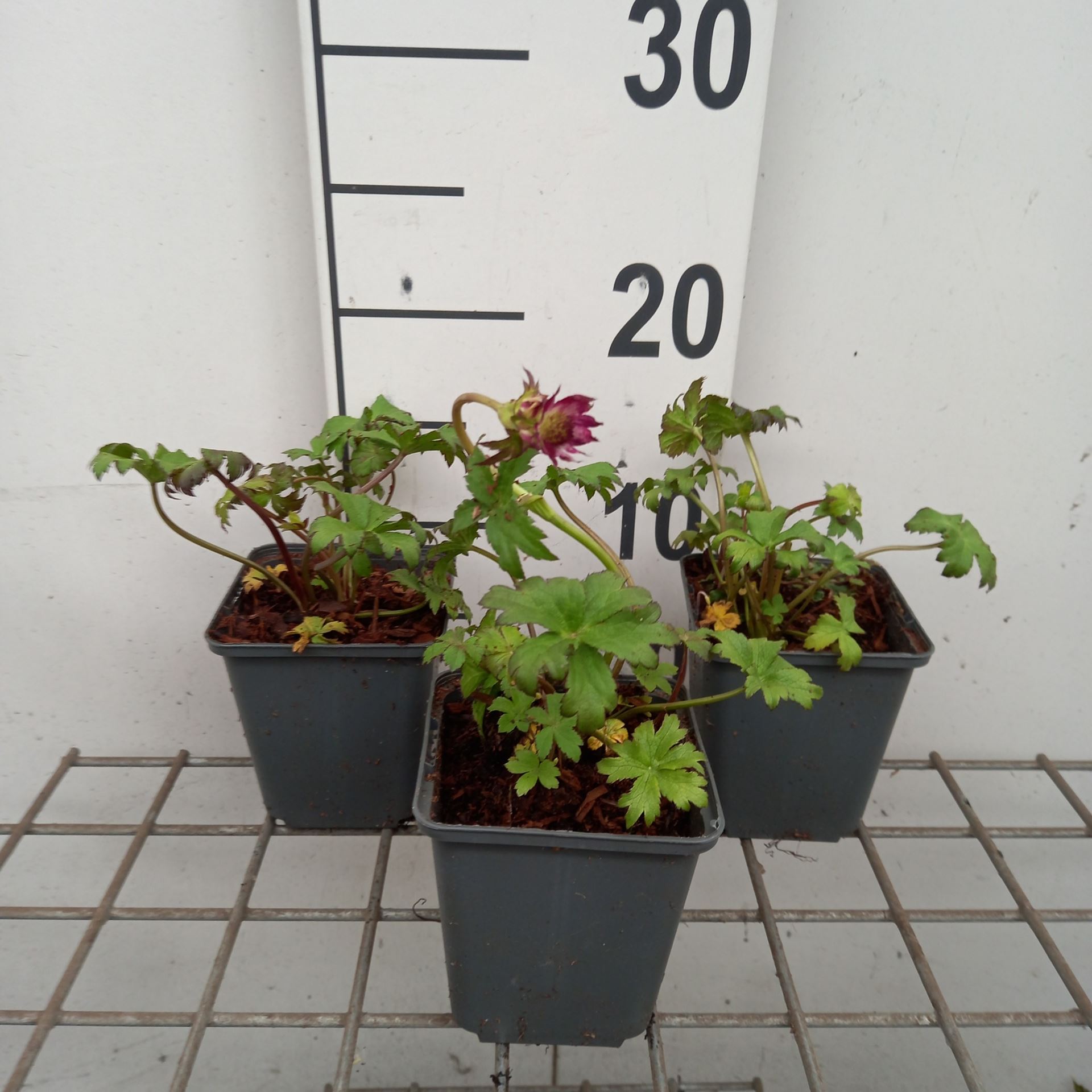 Astrantia major 'Ruby Wedding' - pot 9x9 cm